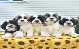 Teddy Bear dogs for sale: Jay - Image 1