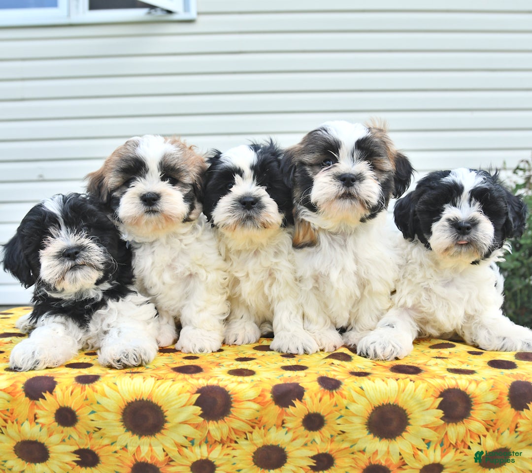 Teddy Bear dogs for sale: Jay - Image 1