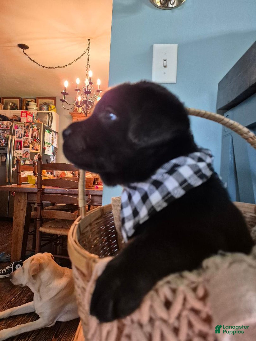 Labrador Retriever dogs for sale: Jim Halpert - Image 2
