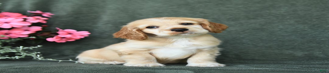 Cookie