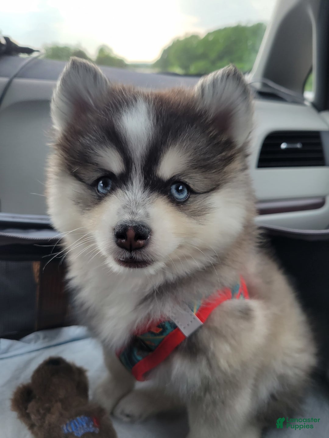 Pomsky dogs for sale: Pomsky Boy - Image 3