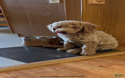 Standard Poodle dogs for sale: Ethel Mertz - Image 3