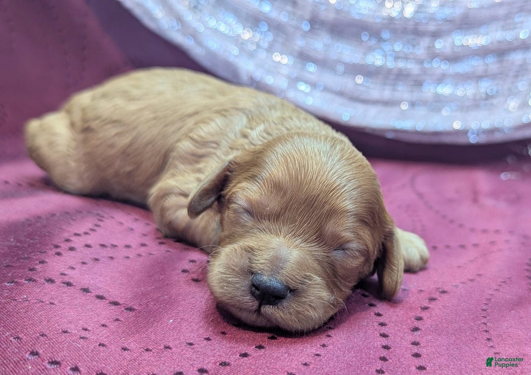 Cavapoo dogs for sale: Hera - Image 11