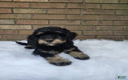 Mini Bernedoodle dogs for sale: Bentley - Image 5