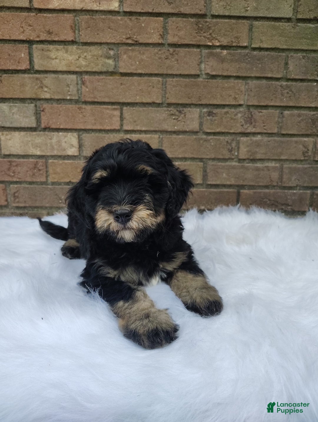 Mini Bernedoodle dogs for sale: Bentley - Image 5