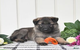 German Shepherd dogs for sale: Jackson - Image 3
