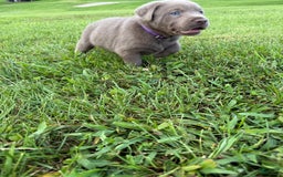 Labrador Retriever dogs for sale: Gertie - Image 4