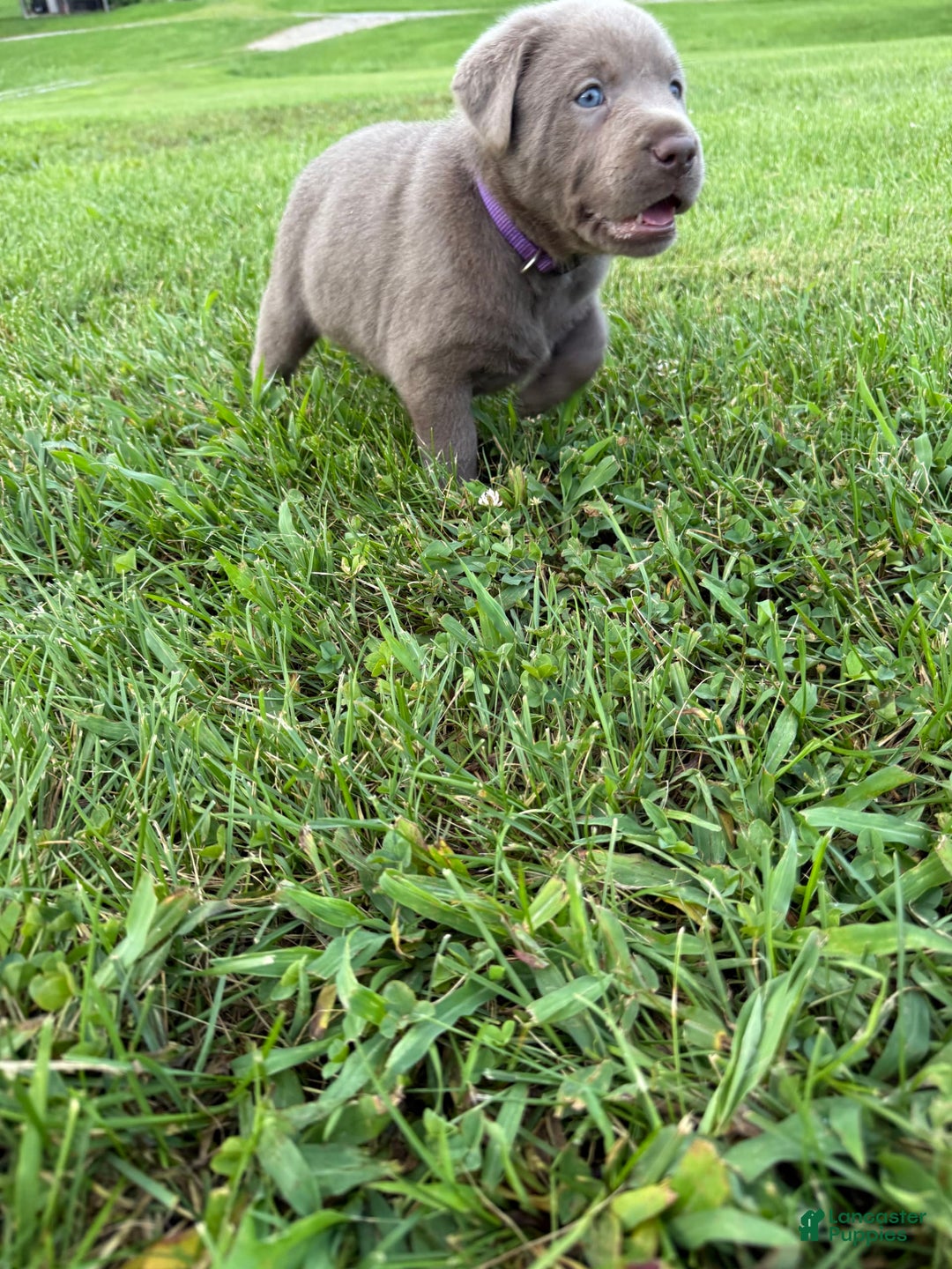 Labrador Retriever dogs for sale: Gertie - Image 4