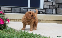 Cavalier King Charles Spaniel dogs for sale: Bentley - Image 17