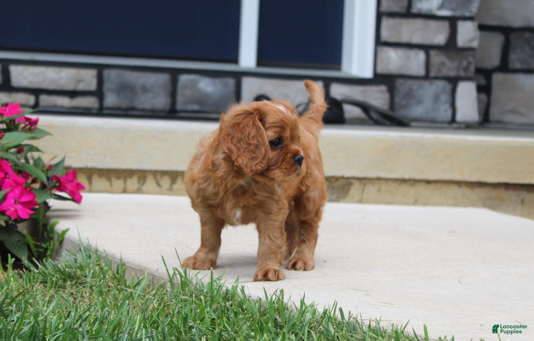 Cavalier King Charles Spaniel dogs for sale: Bentley - Image 17