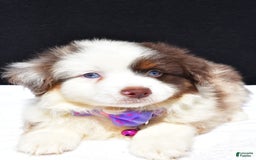 Miniature Australian Shepherd dogs for sale: June - Image 4