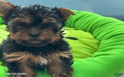Yorkshire Terrier dogs for sale: Chanel - Image 4