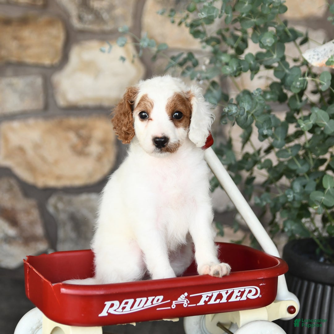 Mini Goldendoodle dogs for sale: Mini Marshmallow - Image 4