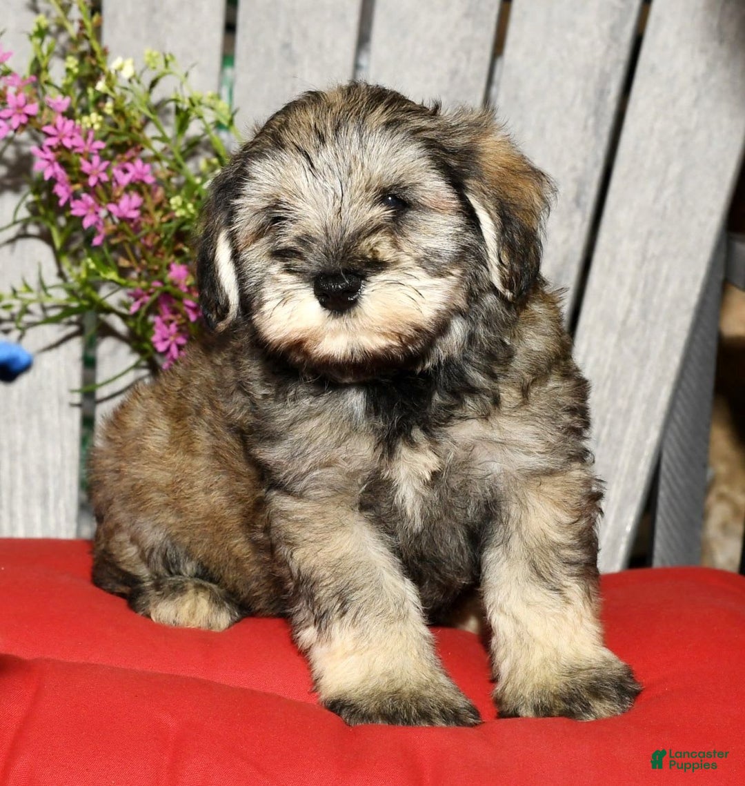 Miniature Schnauzer dogs for sale: Frosty - Image 1
