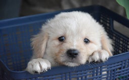 Miniature Bernese Mountain Dog dogs for sale: T Bone - Image 2