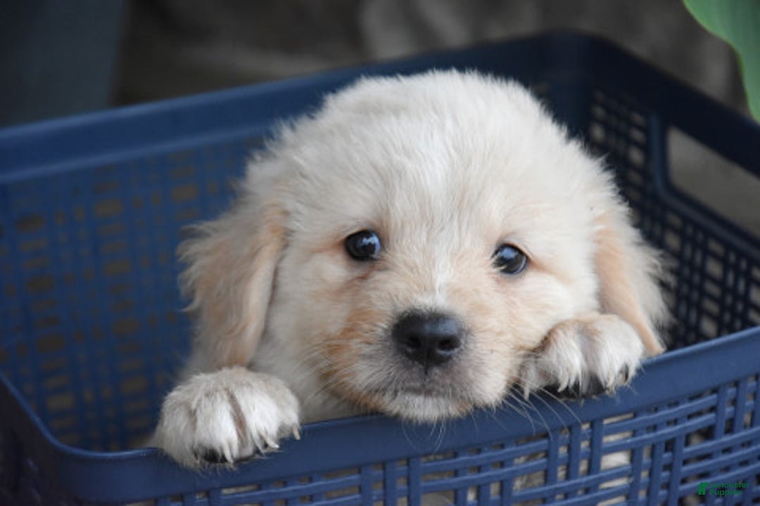 Miniature Bernese Mountain Dog dogs for sale: T Bone - Image 2