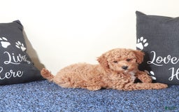 Mini Goldendoodle dogs for sale: Sasha - Image 6
