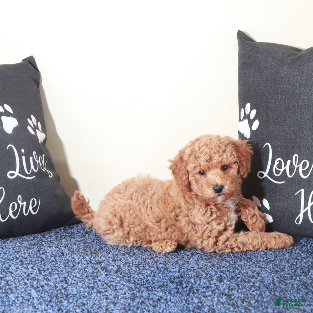 Mini Goldendoodle dogs for sale: Sasha - Image 6