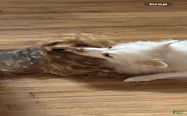 Yorkshire Terrier dogs for sale - Ad 1