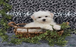 Havanese dogs for sale: Chadwin - Image 6