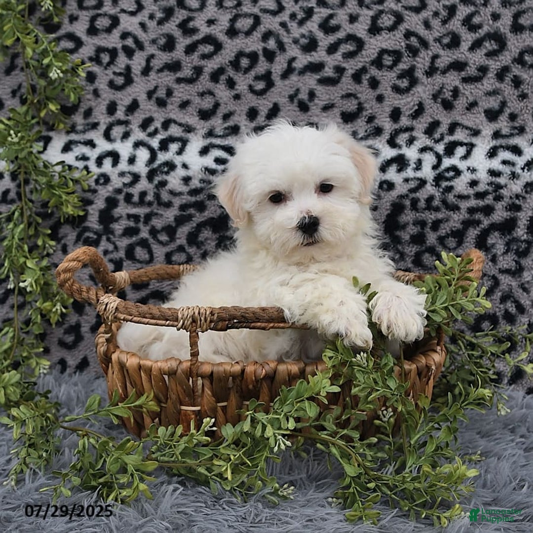 Havanese dogs for sale: Chadwin - Image 6