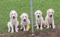 Labrador Retriever dogs for sale: Gabi - Image 3