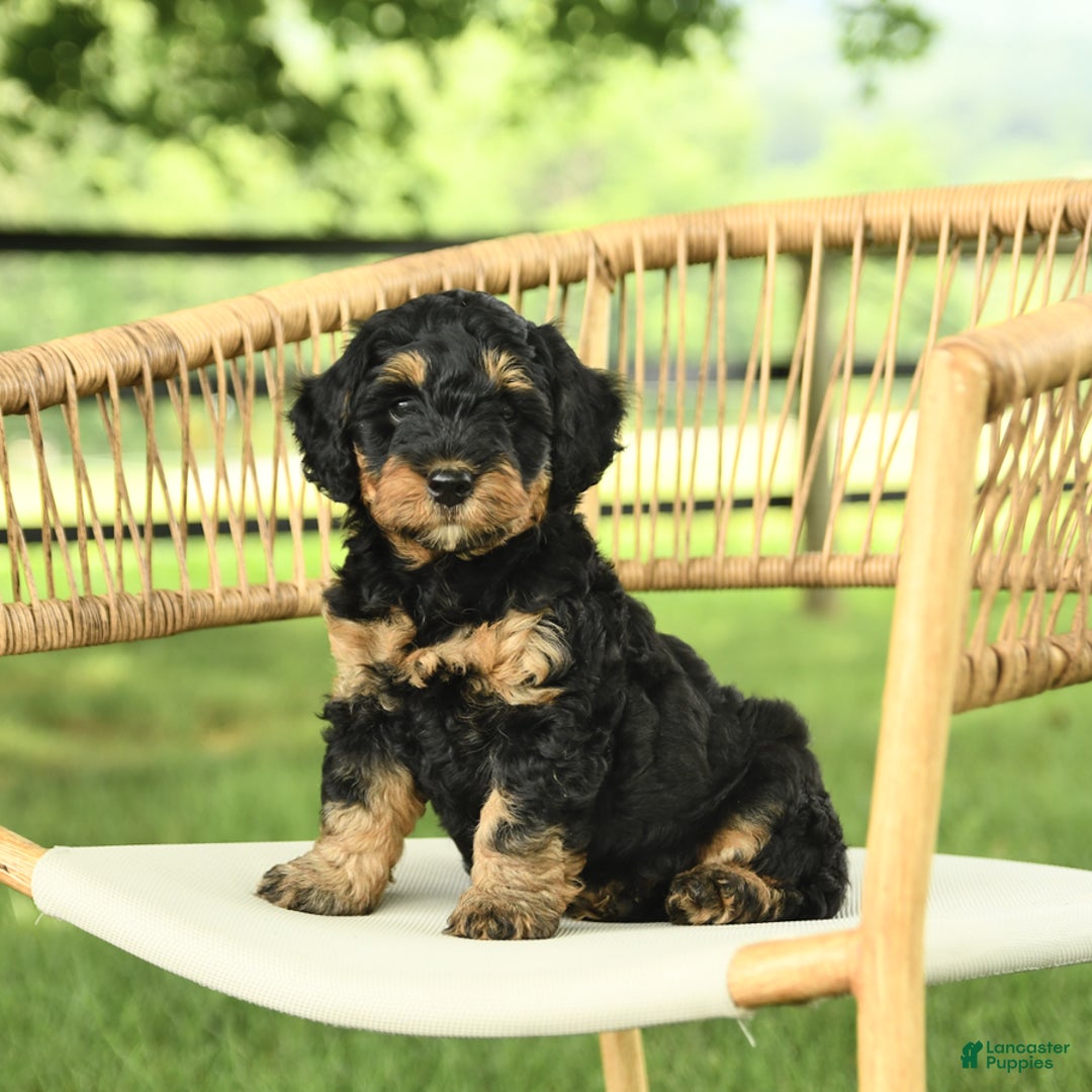 Mini Bernedoodle dogs for sale: Hailey - Image 2