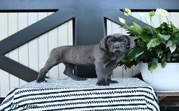 Cane Corso dogs for sale: Fancy - Image 1