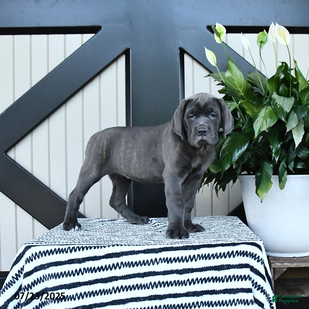 Cane Corso dogs for sale: Fancy - Image 1