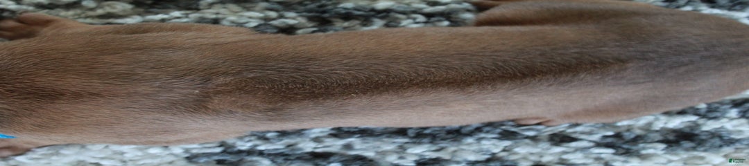 Gus