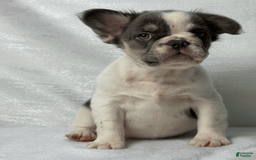 French Bulldog dogs for sale: ghost - Image 4