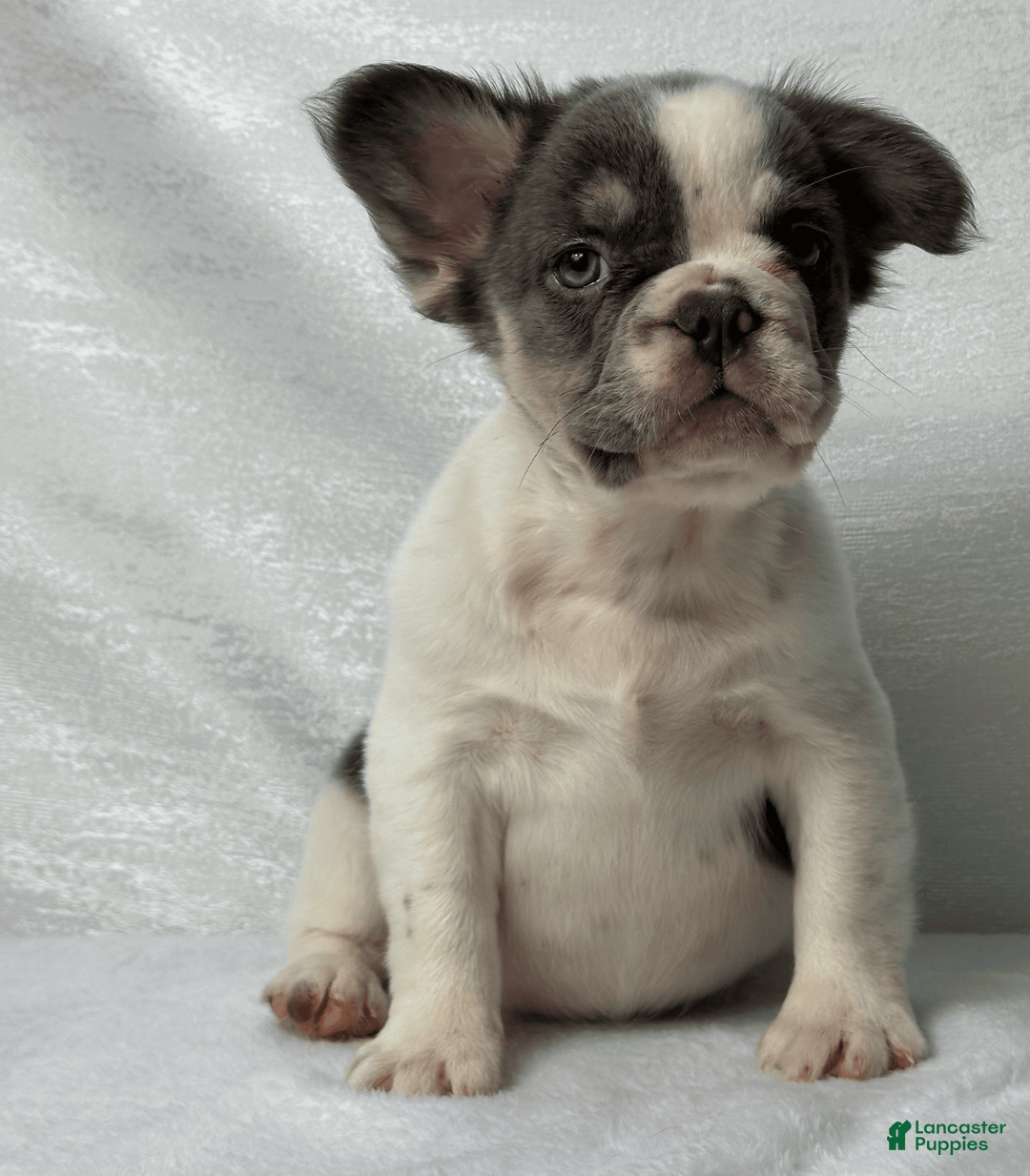 French Bulldog dogs for sale: ghost - Image 4
