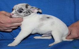 Chihuahua dogs for sale: Ian - Image 8