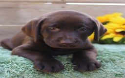 Labrador Retriever dogs for sale: Dixie - Image 5