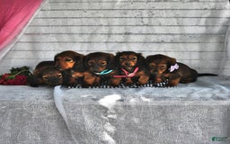 Miniature Dachshund dogs for sale: Alfie - Image 2