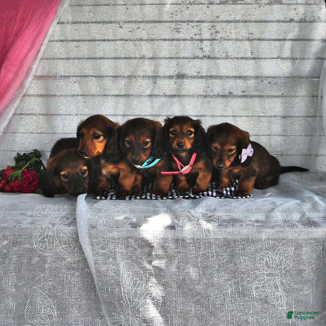Miniature Dachshund dogs for sale: Alfie - Image 2