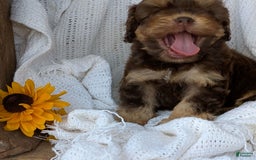 Cockapoo dogs for sale: Hazel - Image 11