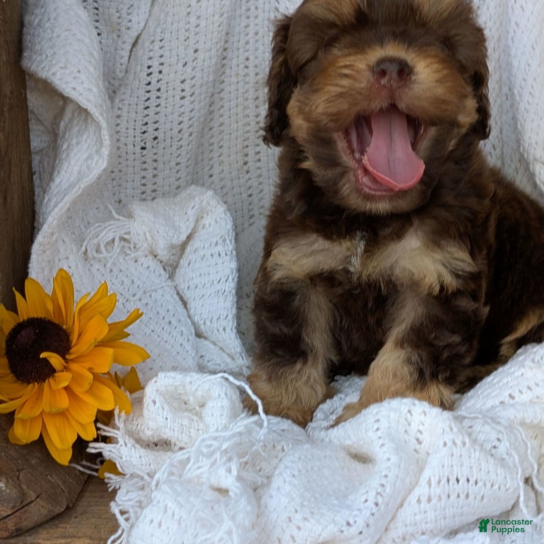 Cockapoo dogs for sale: Hazel - Image 11