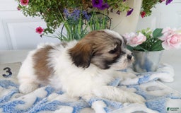Teddy Bear dogs for sale: Melody - Image 1