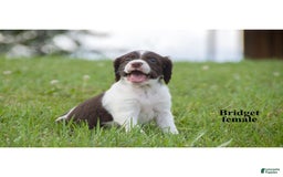 Brittany Spaniel dogs for sale: Bridget - Image 3