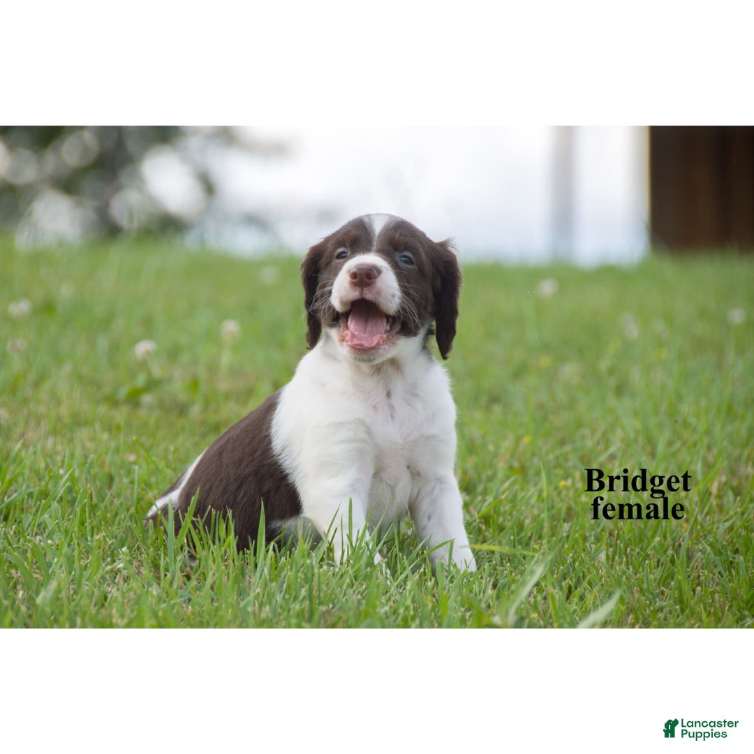 Brittany Spaniel dogs for sale: Bridget - Image 3
