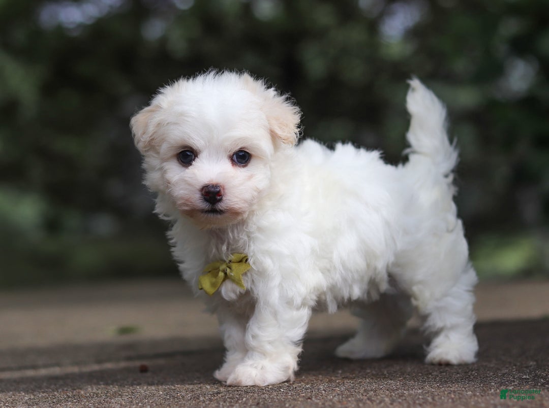 Havanese dogs for sale: Bryon - Image 8