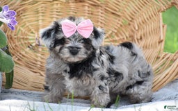 Yorkiepoo dogs for sale: Prissie - Image 8