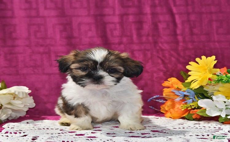 Shih Tzu dogs for sale - Ad 3