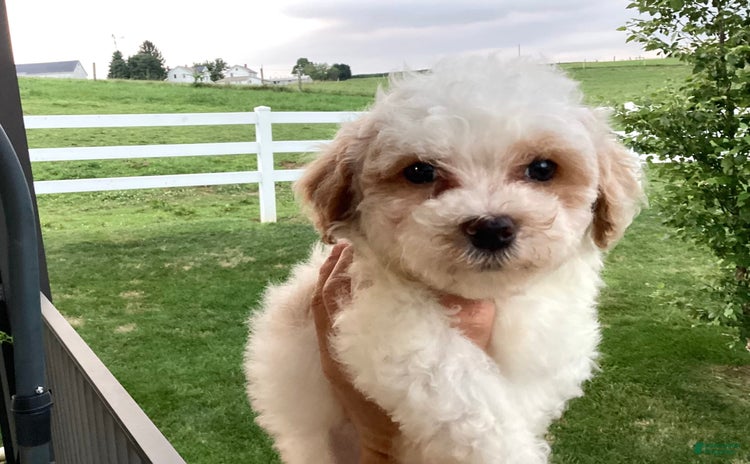 Havapoo dogs for sale - Ad 2