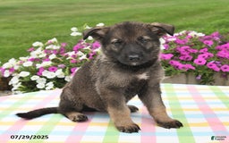 German Shepherd dogs for sale: Bentley - Image 1