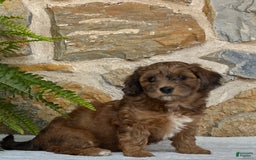 Mini Aussiedoodle dogs for sale: Raya - Image 1