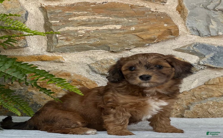 Mini Aussiedoodle dogs for sale - Ad 1