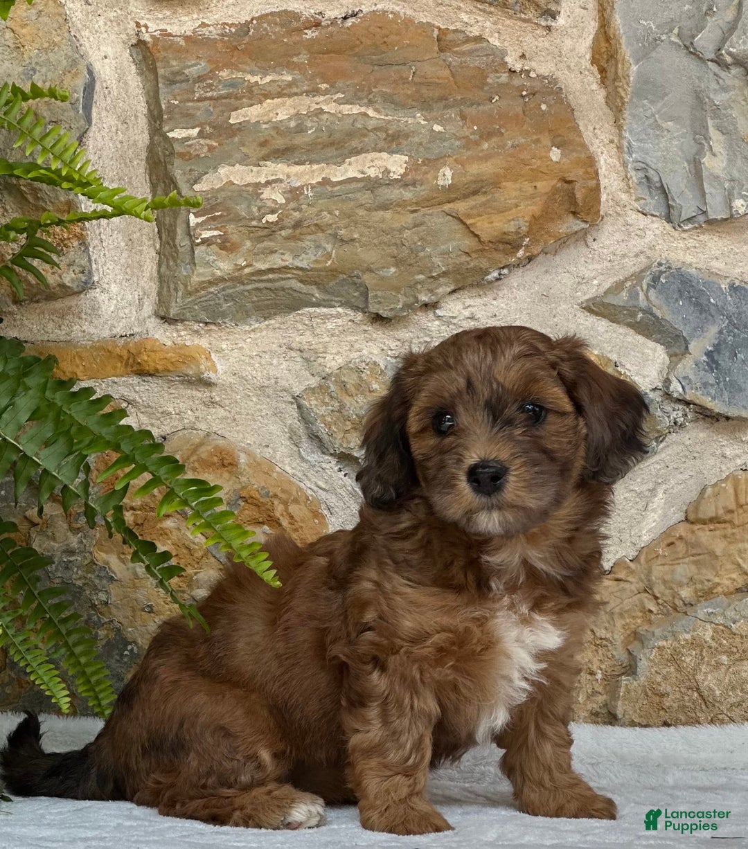 Mini Aussiedoodle dogs for sale: Raya - Image 1