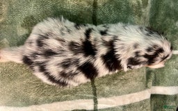 Australian Shepherd dogs for sale: Coral - Image 3
